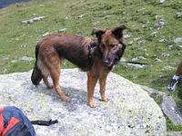 2009_08_18 bella in der silvretta _003